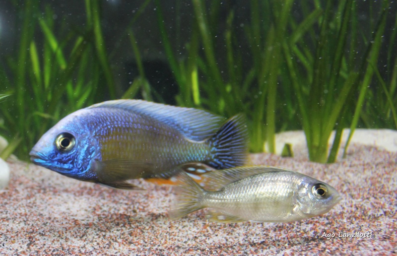 Protomelas sp. 'steveni taiwan' Taiwanee Reef